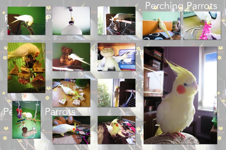 parrot play toys